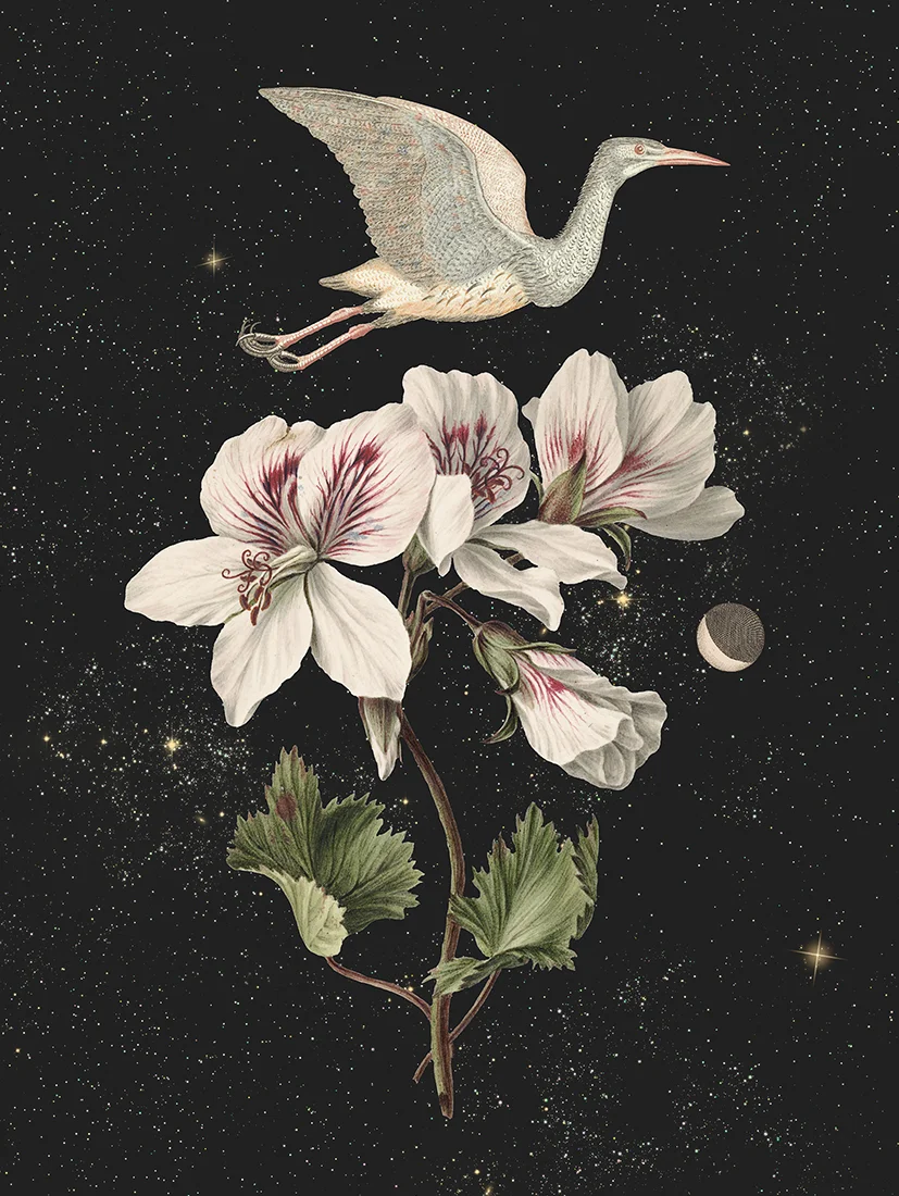 Plakat Moon Bird 40x50cm