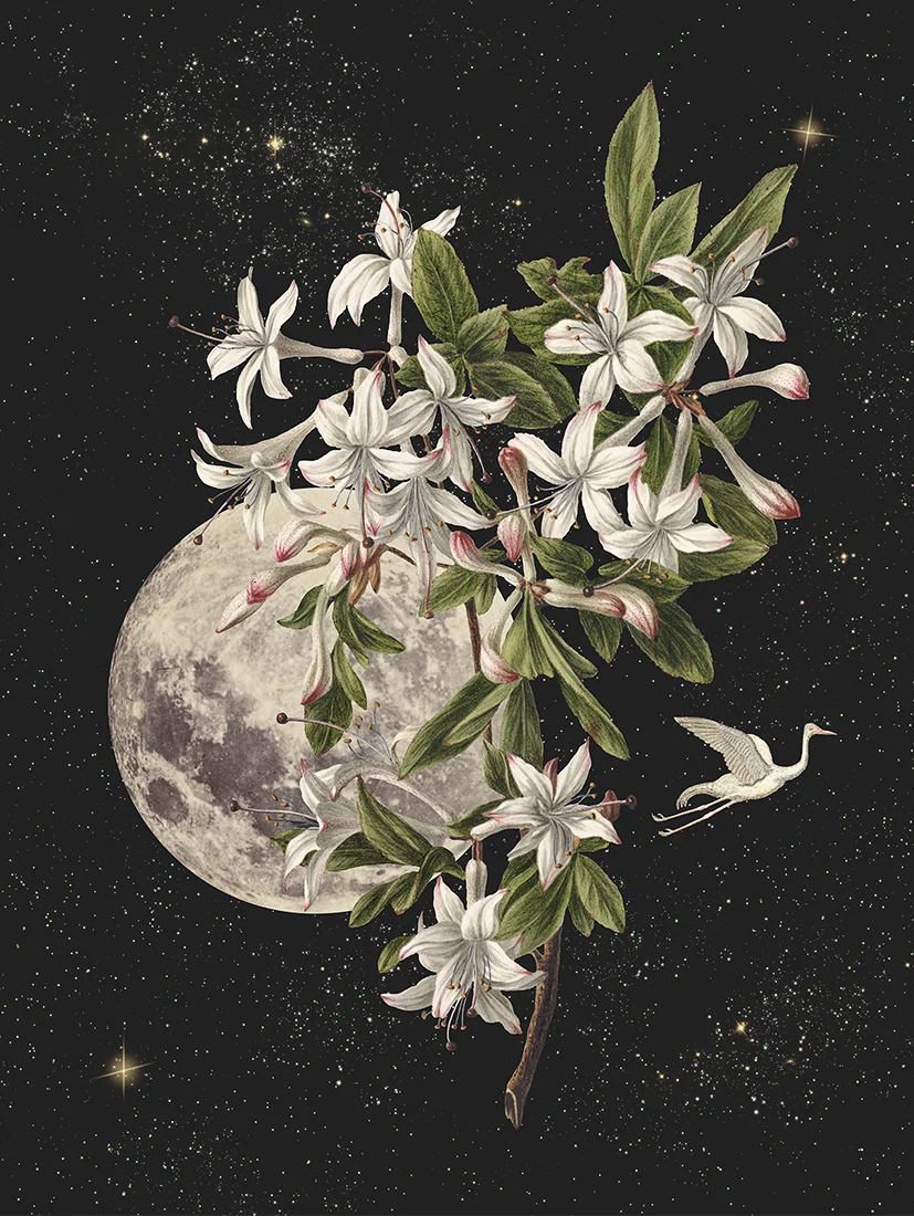 Plakat Moon Flower 40x50cm