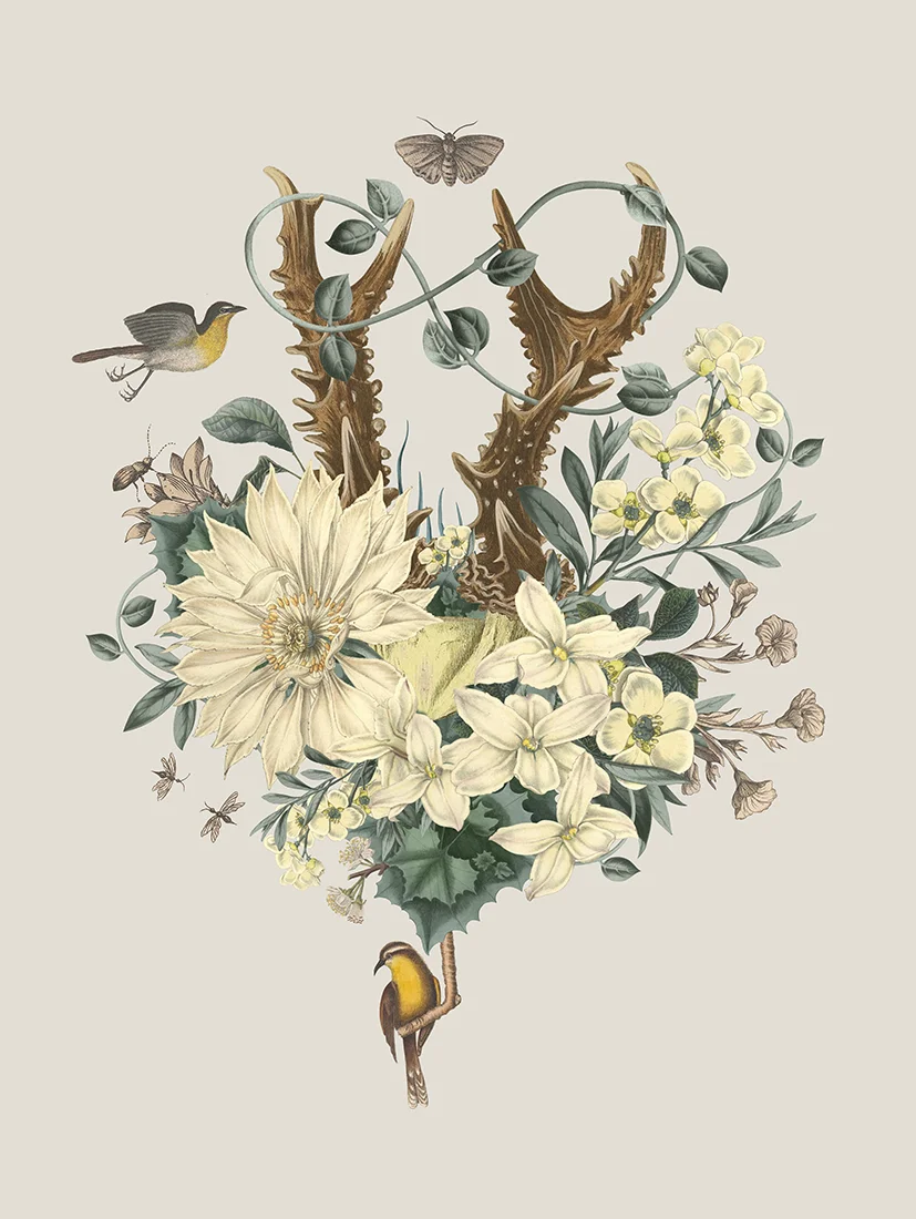 Plakat Oh Deer 50x70cm